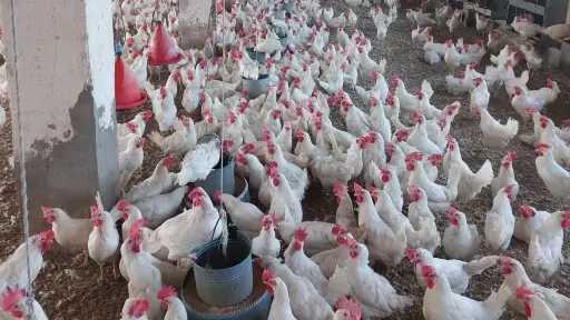 بكام أنهاردة .. أسعار الدواجن اليوم الجمعة 5 ديسمبر وهدوء نسبي يسيطر علي الأسواق