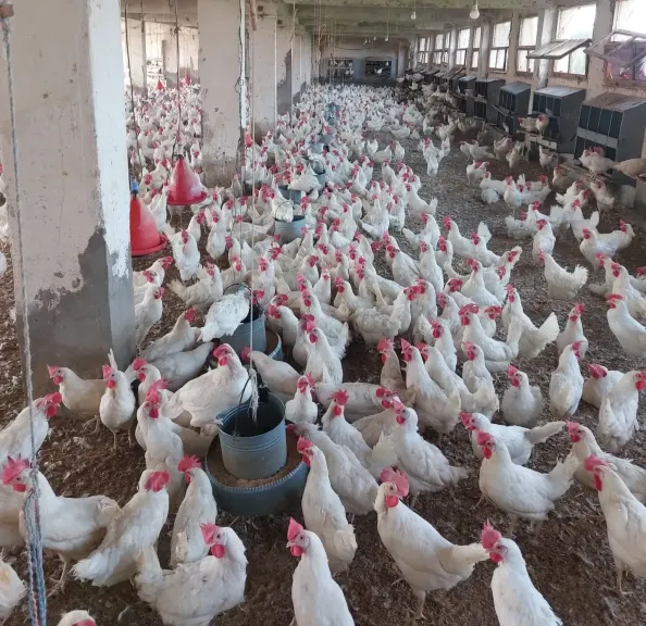 بعد تراجع أسعارها بالمحال .. أسعار الدواجن اليوم الجمعة 19 ديسمبر وهدوء نسبي بالأسواق اليوم