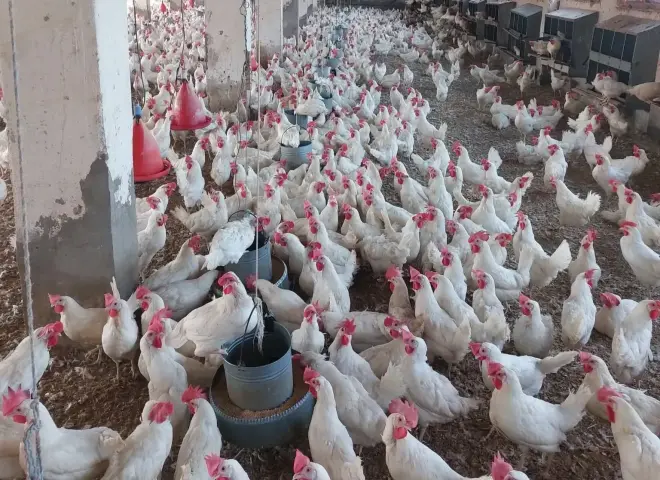 بعد تراجع أسعارها بالمحال .. أسعار الدواجن اليوم الجمعة 19 ديسمبر وهدوء نسبي بالأسواق اليوم