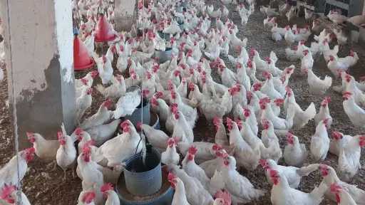 بعد تراجع أسعارها بالمحال .. أسعار الدواجن اليوم الجمعة 19 ديسمبر وهدوء نسبي بالأسواق اليوم