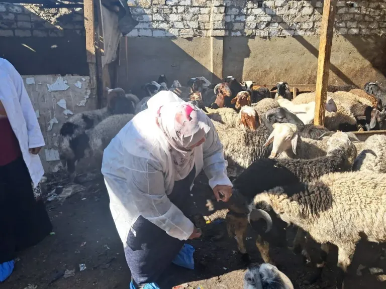 الزراعة: تحصين الماشية 8.1 مليون جرعة للقاحي الحمى القلاعية والوادي المتصدع