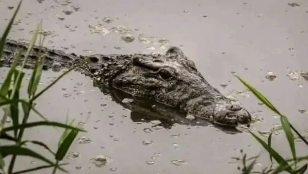 بيطري الشرقية: استدعاء لجنة من إدارة المحميات الطبيعية بأسوان لاستخراج تماسيح قرية الزوامل