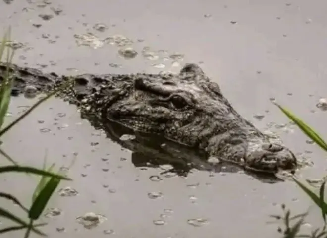 بيطري الشرقية: استدعاء لجنة من إدارة المحميات الطبيعية بأسوان لاستخراج تماسيح قرية الزوامل