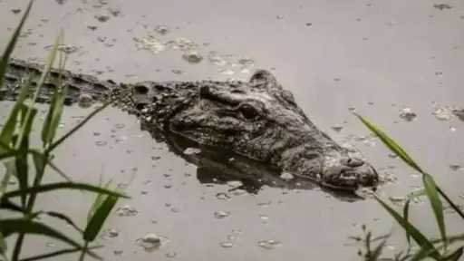 بيطري الشرقية: استدعاء لجنة من إدارة المحميات الطبيعية بأسوان لاستخراج تماسيح قرية الزوامل