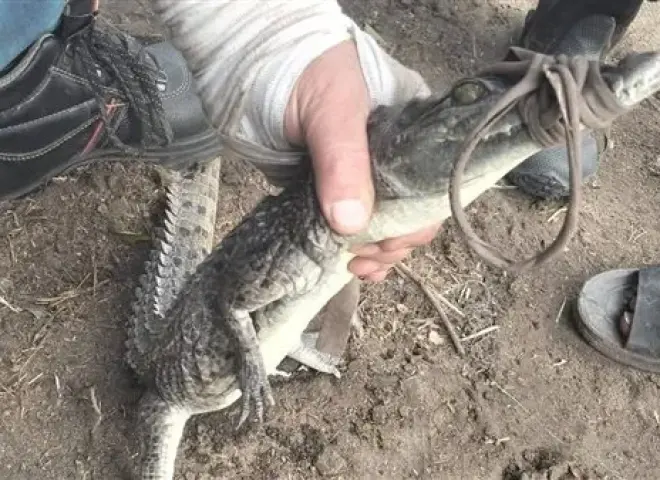 اصطياد تمساح قرية الزوامل بالشرقية بعد 6 أيام من البحث