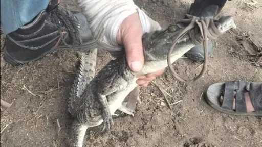 اصطياد تمساح قرية الزوامل بالشرقية بعد 6 أيام من البحث