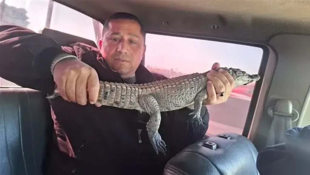 البيئة تبحث إعادة تمساح مصرف الزوامل لبيئته الطبيعية في بحيرة ناصر