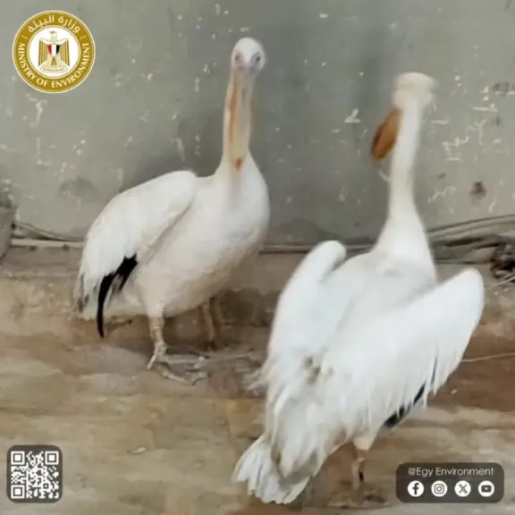 البيئة تواصل حملاتها الموسعة بالسويس وجنوب سيناء… ومصادرة طيور بجع معروضة داخل محال بيع الأسماك