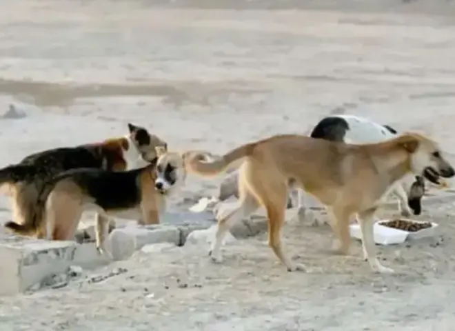 الزراعة عن تخصيص قطعة أرض لإيواء الكلاب بالقاهرة: لن يُسمح لها بالتكاثر