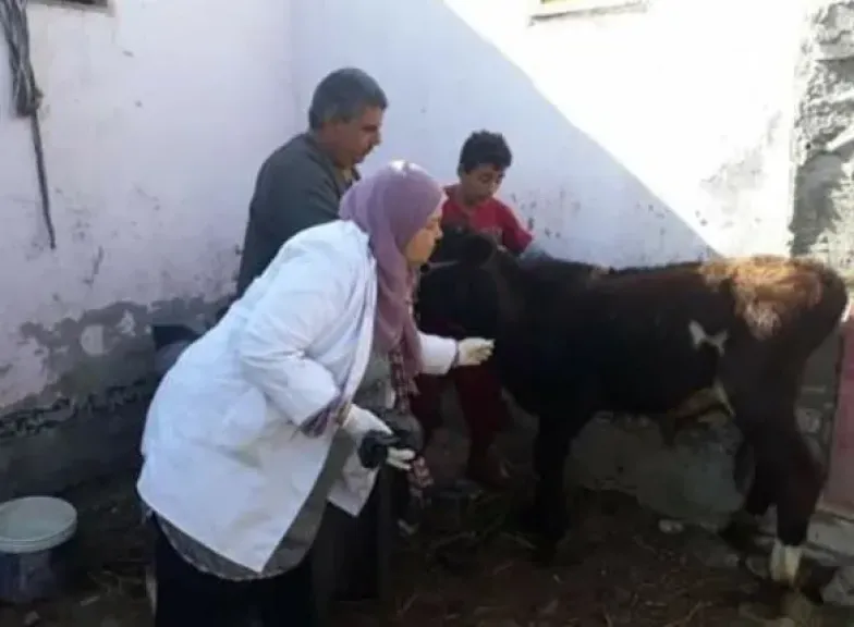 إعلام الوزراء يكشف حقيقة نفوق 500 رأس ماشية بمحافظة المنوفية