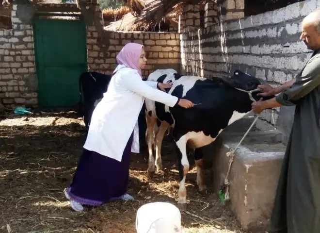 الفلاحين: لم نرصد أي حالات نفوق للمواشى المحصنة بمحافظات الصعيد والوجه البحرى