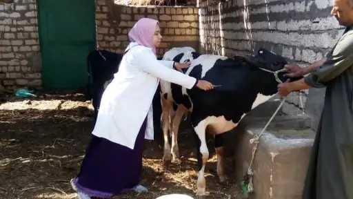 الفلاحين: لم نرصد أي حالات نفوق للمواشى المحصنة بمحافظات الصعيد والوجه البحرى