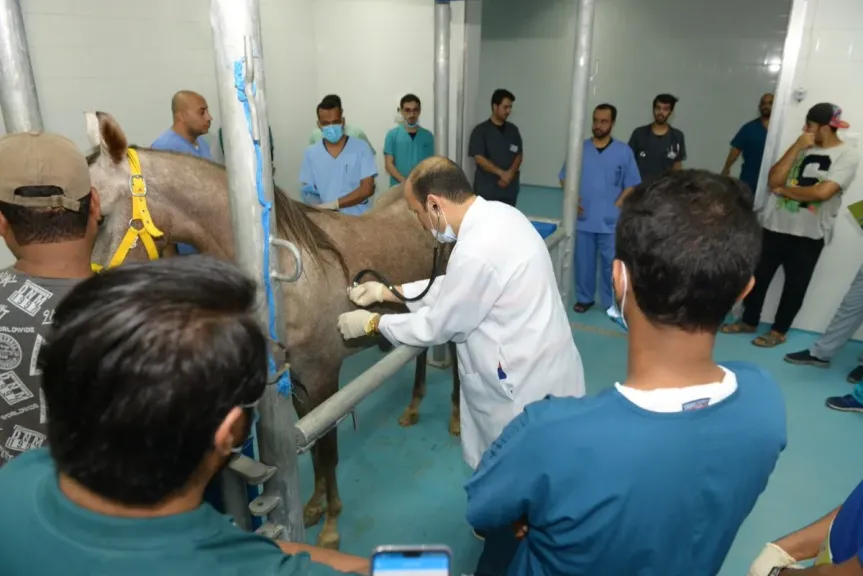 تفاصيل التعاقد مع 4500 طبيب بيطري لصالح وزارة الزراعة بنظام «الاستعانة»