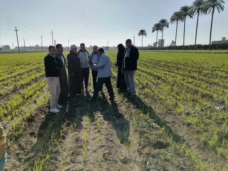 الزراعةquot;  تنفذ 15 دورة تدريبية حول مكافحة حشيشة الزمير في محصول القمح