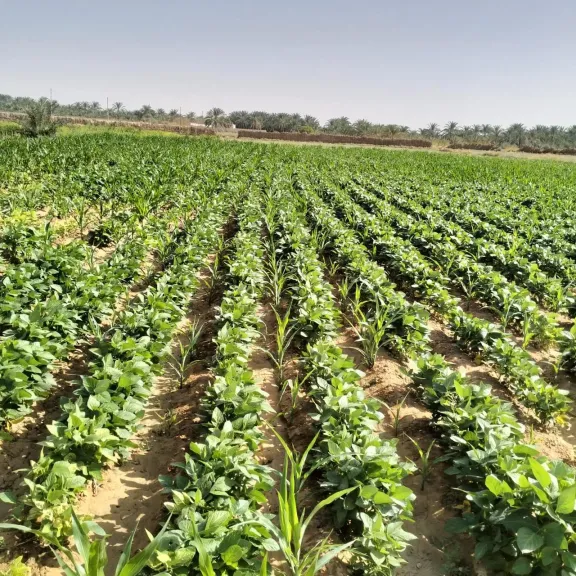 بحوث الصحراء” ينفذ تجربة بحثية ناجحة لزراعة فول الصويا بالوادي الجديد لدعم للمحاصيل الزيتية والعلفية
