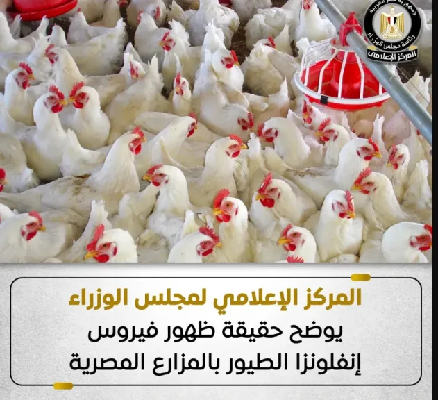 حقيقة ظهور انفلونزا الطيور وانتشارها داخل المزارع المصرية