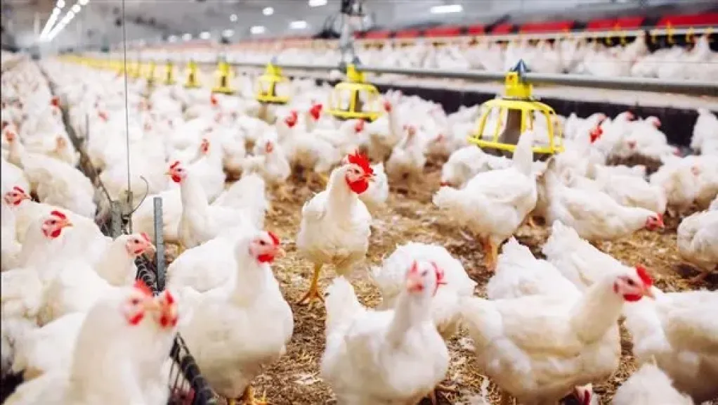 حقيقة ظهور إنفلونزا الطيور بمزارع الدواجن.. الحكومة ترد