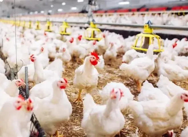 حقيقة ظهور إنفلونزا الطيور بمزارع الدواجن.. الحكومة ترد