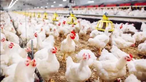 حقيقة ظهور إنفلونزا الطيور بمزارع الدواجن.. الحكومة ترد