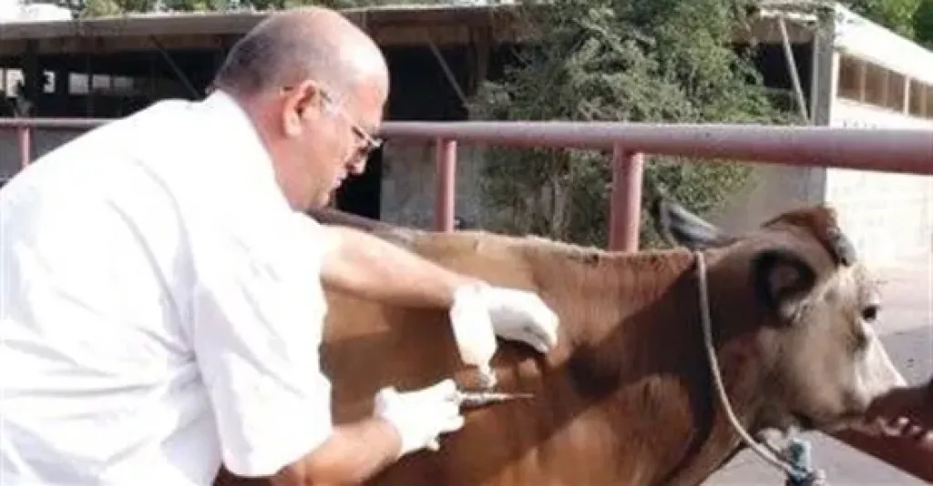 بدء تنفيذ فعاليات الحملة الاستثنائية لتحصين المواشي ضد الحمى القلاعية في الغربية