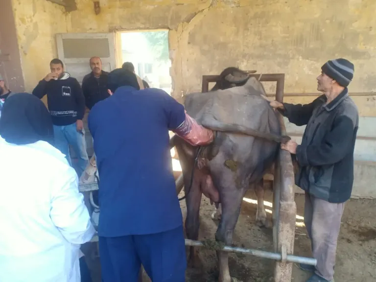 الزراعة: فحص وعلاج 3441 رأس ماشية بالمجان في المنوفية وبني سويف