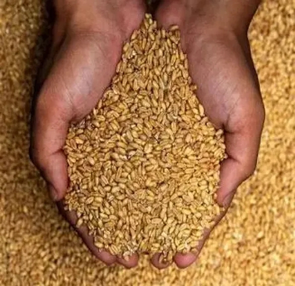 الفاو: المخاوف المتجددة بشأن صادرات البحر الأسود ترفع مؤشر أسعار الحبوب في ديسمبر