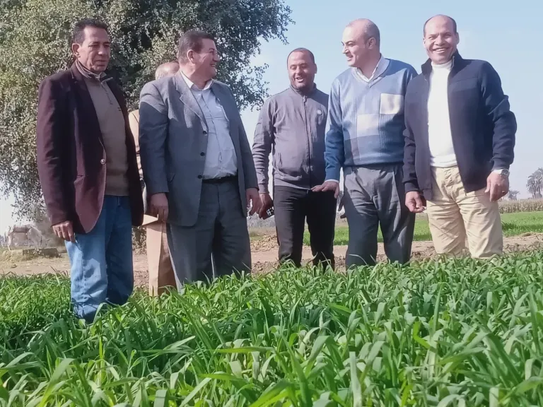 الزراعة: تُكثف متابعتها الميدانية للمحاصيل الإستراتيجية ببني سويف لدعم المزارعين