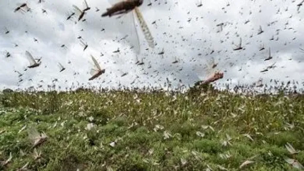 الزراعة تنفي وجود جراد صحراوي في منطقة الميدان بشمال سيناء