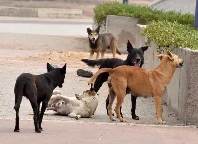 استاذ طب بيطري : جمعيات حقوق الحيوان تتظاهر بالاهتمام بالرفق بالحيوان وتستفيد تجاريًا منذ 5 سنوات
