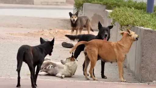 استاذ طب بيطري : جمعيات حقوق الحيوان تتظاهر بالاهتمام بالرفق بالحيوان وتستفيد تجاريًا منذ 5 سنوات