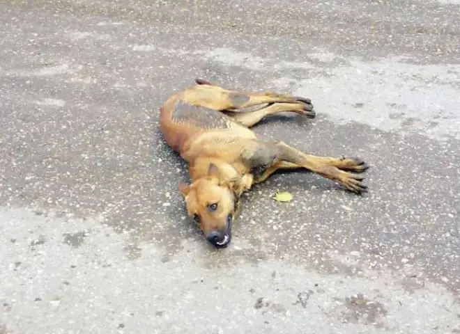 القبض على شخص قتل كلبًا بعصا خشبية في الفيوم