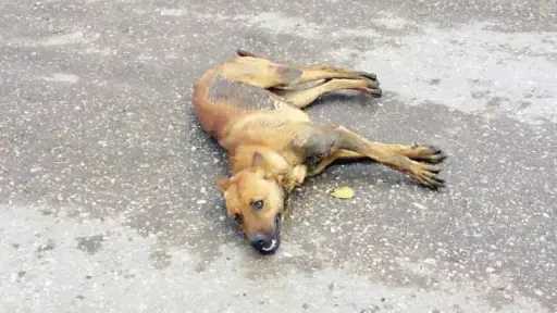 القبض على شخص قتل كلبًا بعصا خشبية في الفيوم