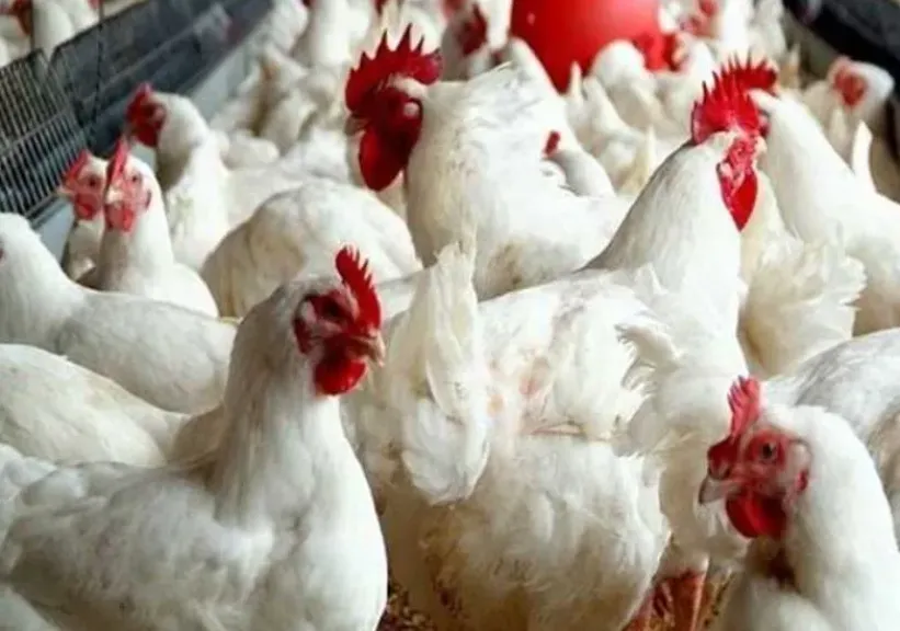 شعبة الدواجن: الأسعار الحالية بلا مبرر.. ومحال الطيور الحية قنبلة موقوتة