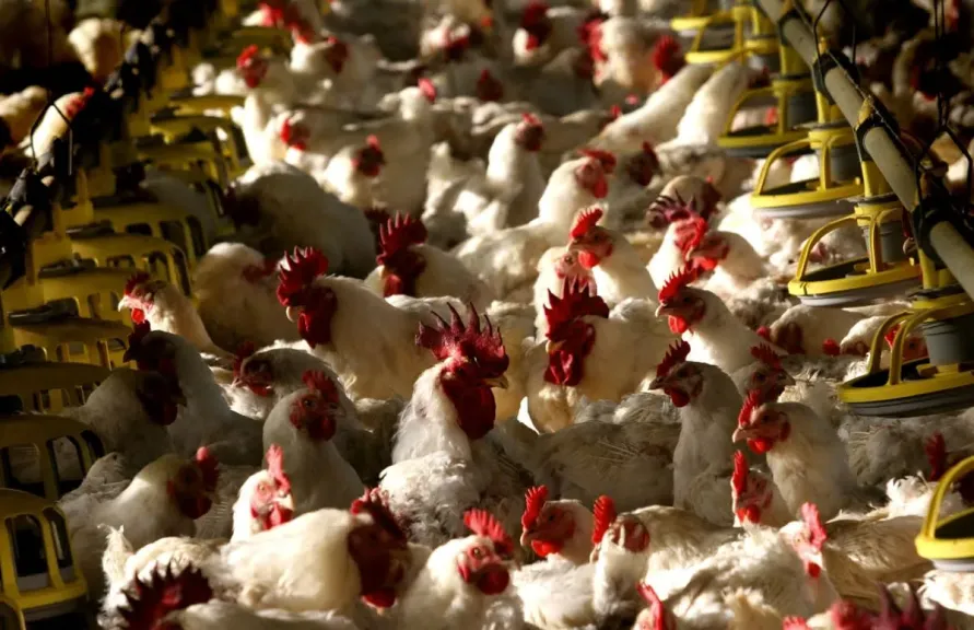 المواطن يعاني من الغلاء.. نقيب الزراعيين يطالب الدولة باستيراد الدواجن: السعر العادل للكيلو لا يتجاوز 75 جنيها