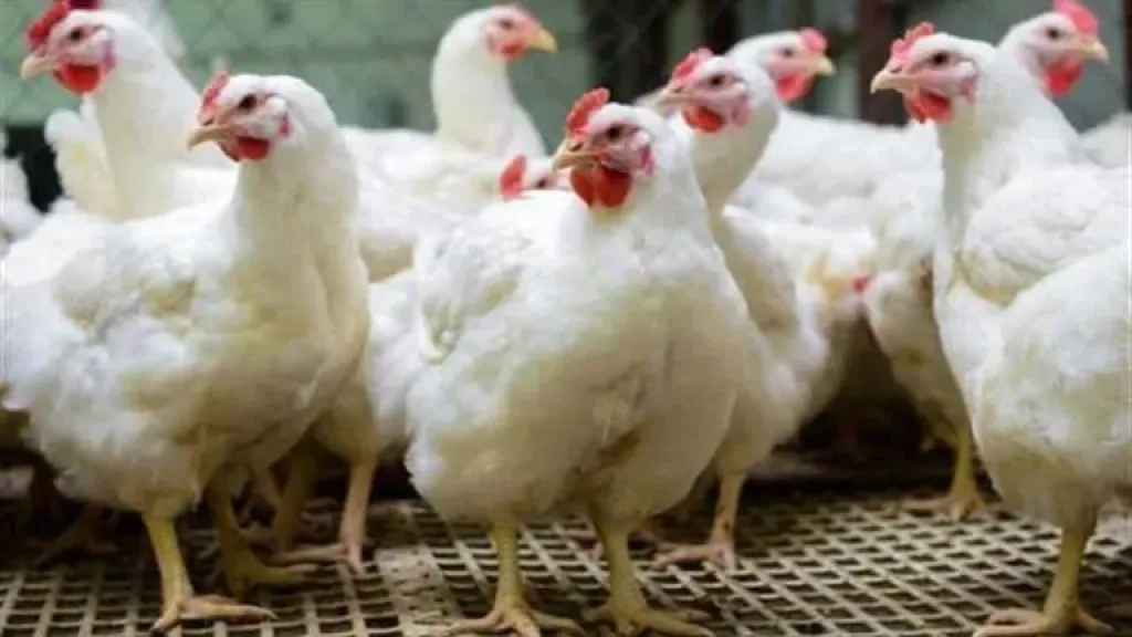 مجلس الوزراء: استيراد الدواجن لا يضر الصناعة الوطنية ويضبط ارتفاع الأسعار