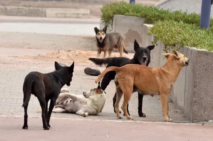 وزارة الزراعة تعلن انطلاق حملة تعقيم كلاب الشوارع بالمحافظات