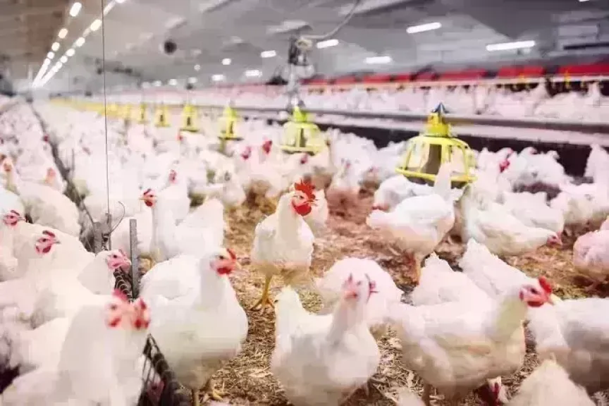 استقرار أسعار الدواجن اليوم الأحد 22 فبراير 2026