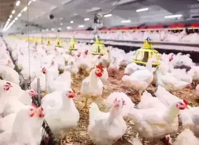 أسعار الدواجن اليوم الخميس 12 مارس 2026.. الفراخ البيضاء بكام؟