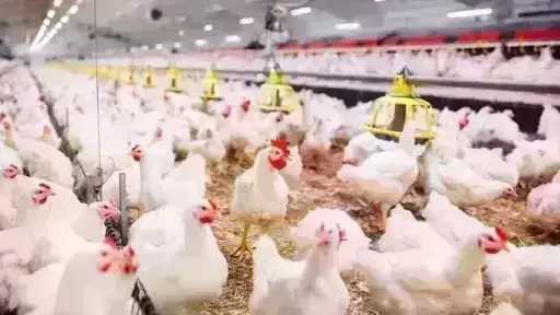 استقرار الفراخ البيضاء وتراجع الساسو والبيض اليوم الأحد 12 أبريل 2026.. اعرف الأسعار في الأسواق