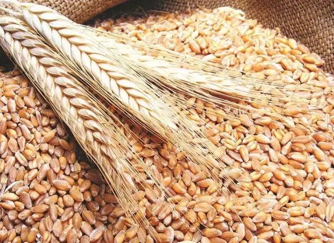 رفع سعر القمح إلى 2500 جنيه.. قرارات جديدة لدعم الفلاح وتعزيز الاقتصاد