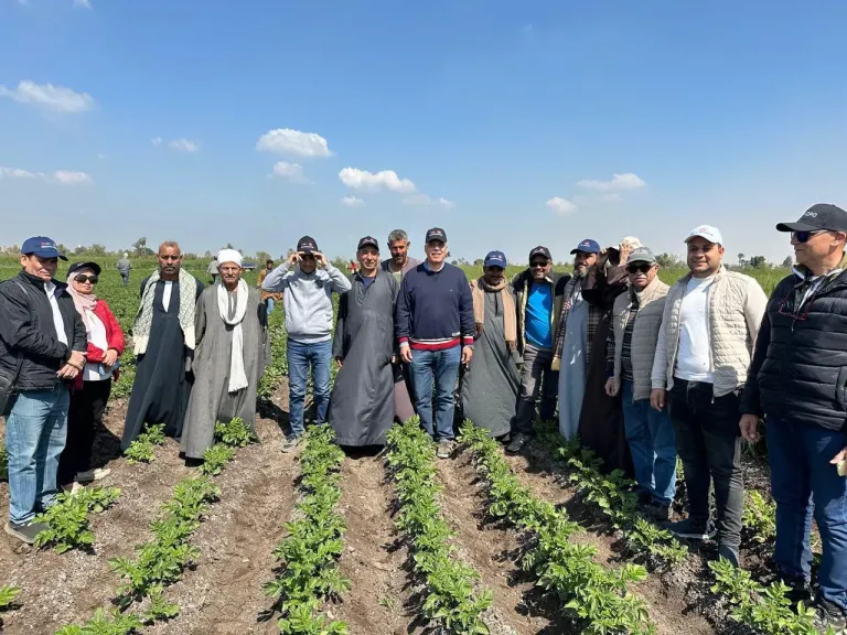 منتجي ومصدري الحاصلات البستانية: ينفذان سلسلة حقول إرشادية للبطاطس بالمنيا