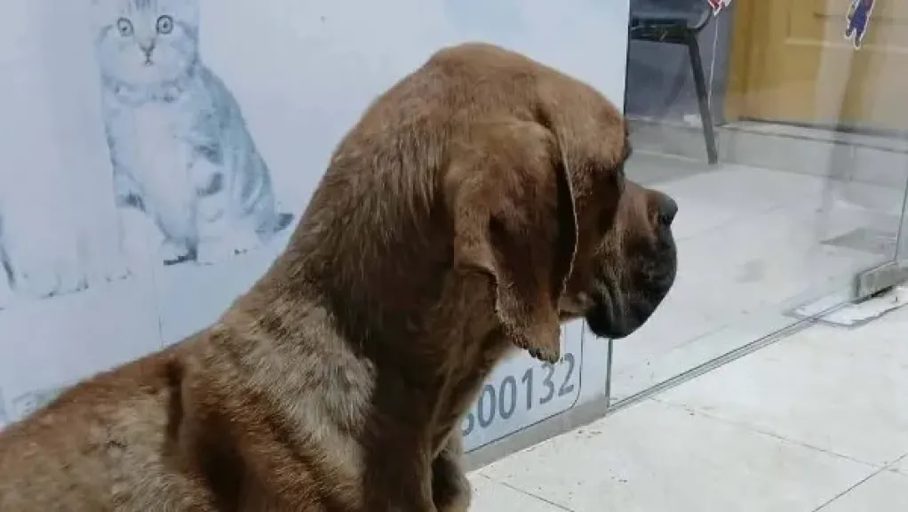 غضب واسع بعد واقعة “كلب السويس”.. تفاصيل صادمة وروايات متضاربة حول حادث الاعتداء