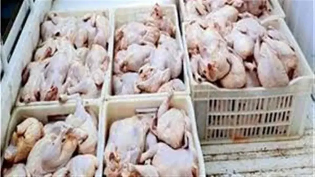 ضبط نصف طن دواجن فاسدة وحناء منتهية الصلاحية خلال حملة في مطروح