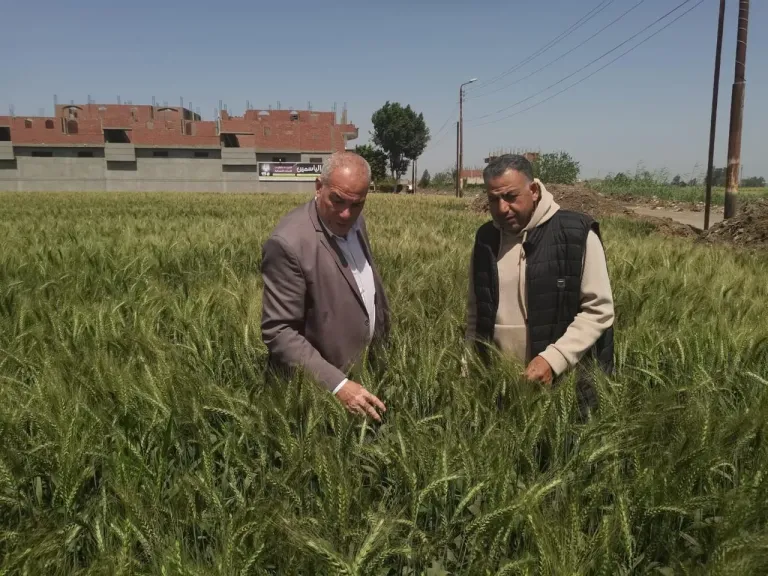 بتكليفات من”فاروق”.. قيادات الزراعة في الحقول لمتابعة منظومة الإنتاج وصرف الأسمدة