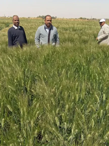الزراعة: تتابع البرامج البحثية والحقول الإرشادية بمحطة بحوث كوم أمبو بمحافظة أسوان