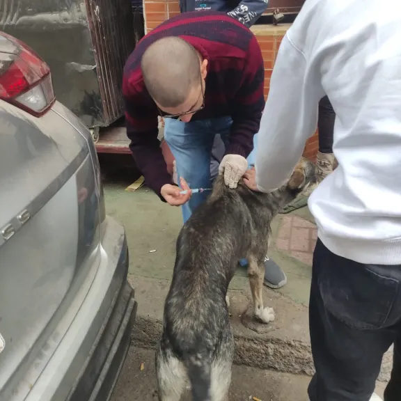 حافظ الإسكندرية يكلف quot;الطب البيطريquot; بتكثيف حملات تطعيم كلاب الشوارع ضد مرض السعار