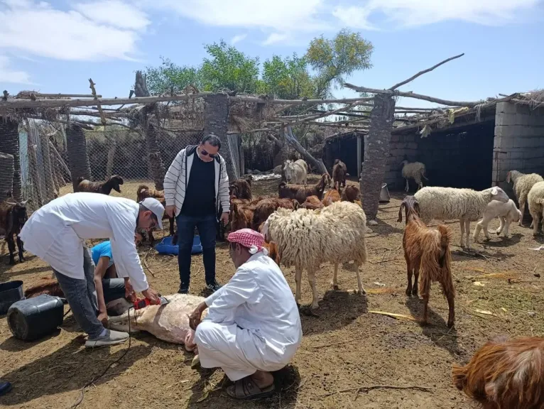 بحوث الصحراء ينظم برنامجًا تدريبيًا لدعم مربي الأغنام والماعز بشمال سيناء