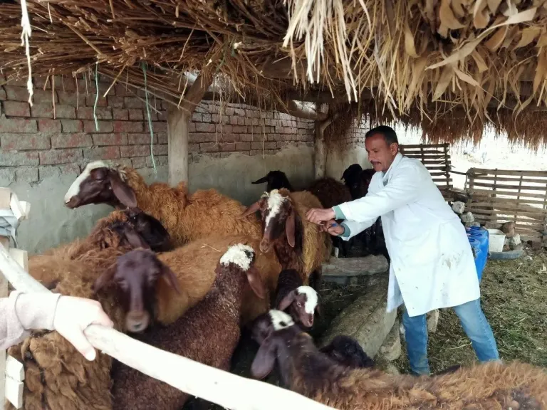 الزراعة: تحصين مليون رأس ماشية في الأسبوع الأول للحملة القومية ضد الجلد العقدي وجدري الأغنام