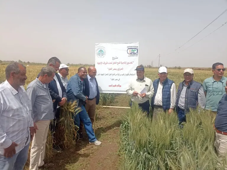 بتكليف من quot;فاروق..  قيادات quot;البحوث الزراعية.. يتفقدون محطتي شندويل وكوم أمبو لمتابعة برامج القمح