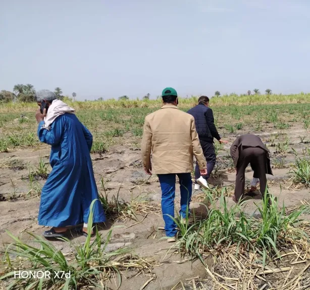 الزراعة:تحذر من شراء تقاوي مجهولة المصدر وتتوعد المروجين لها بإجراءات رادعة